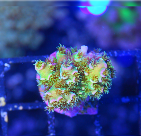 Rare Walt Disney Acropora tenuis SPS coral frag

Collector coral Walt Disney Acro rainbow coloration

High end Walt Disney Acro tenuis close up in reef tank

Legendary Walt Disney Acropora rainbow SPS frag

Vibrant Walt Disney Acro coral under reef lighting