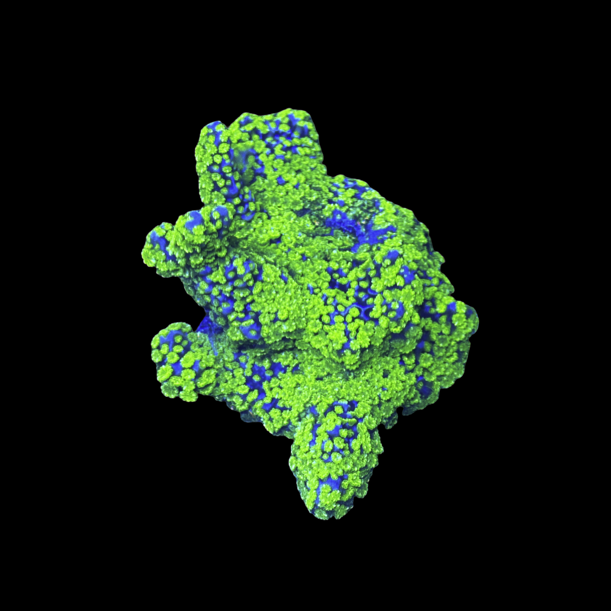 Neon Lime Montipora Coral