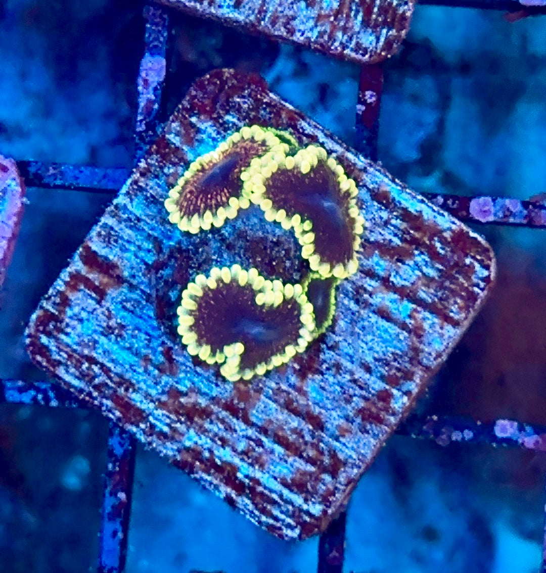 Warp drive (Designer)