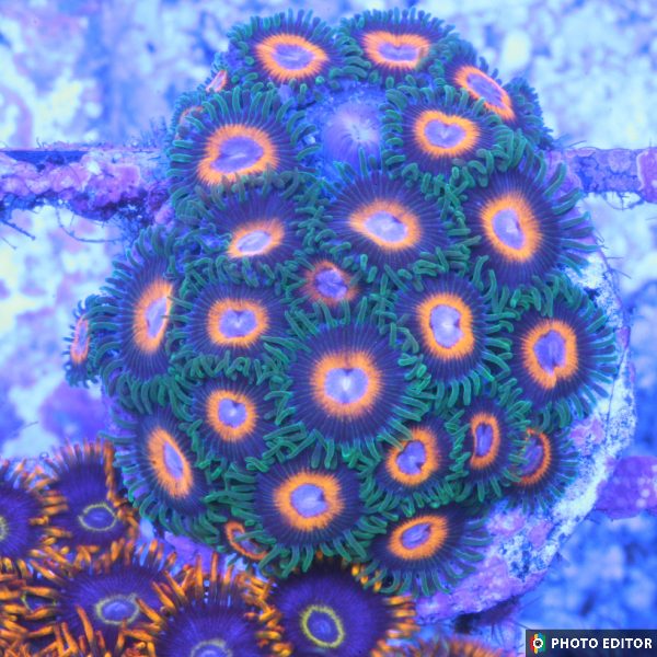 Fairy Tales 4 Polyps