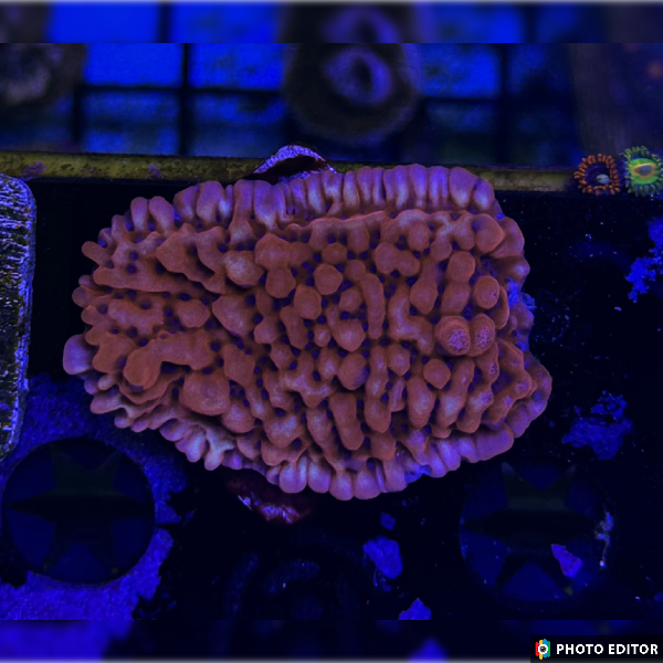 TSM Fairytale Montipora