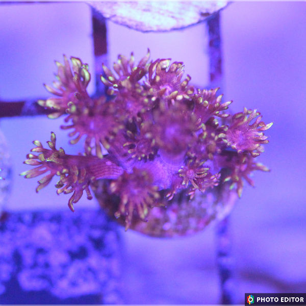 Flame Tip Goniopora