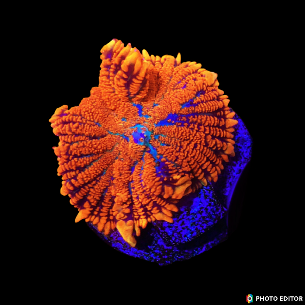 Forest Fire Rhodactis Quarter Size