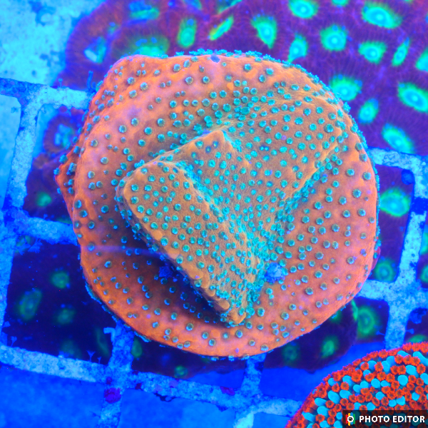 Frankenberry Montipora