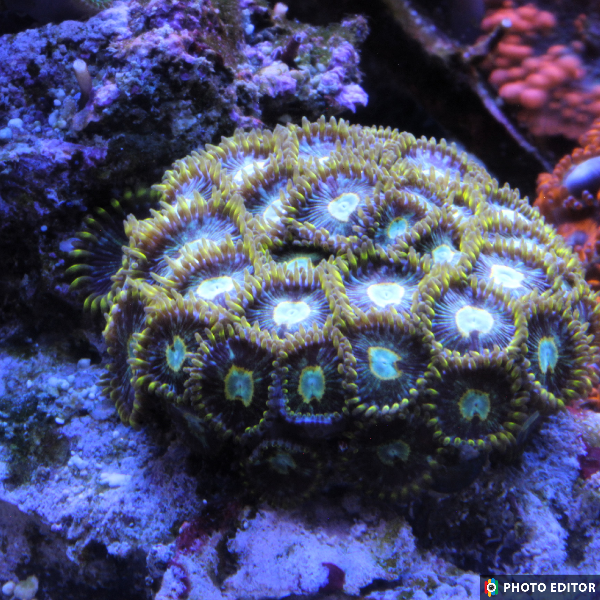 Frozen Hornet 15+ Polyps