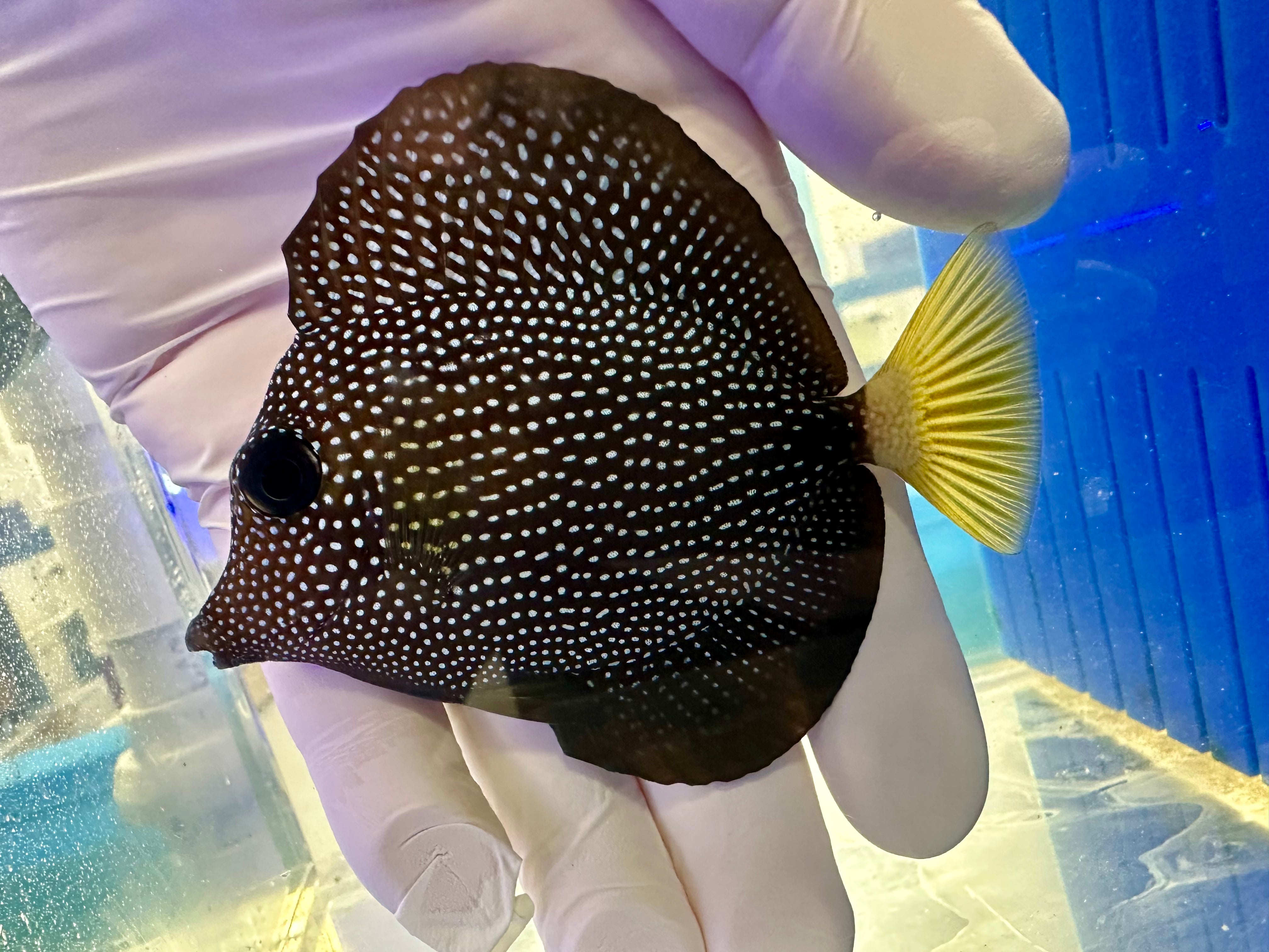 Fully QT Fish #1 - WYSIWYG GEM TANG