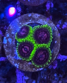 Scarlet Fever (Designer)