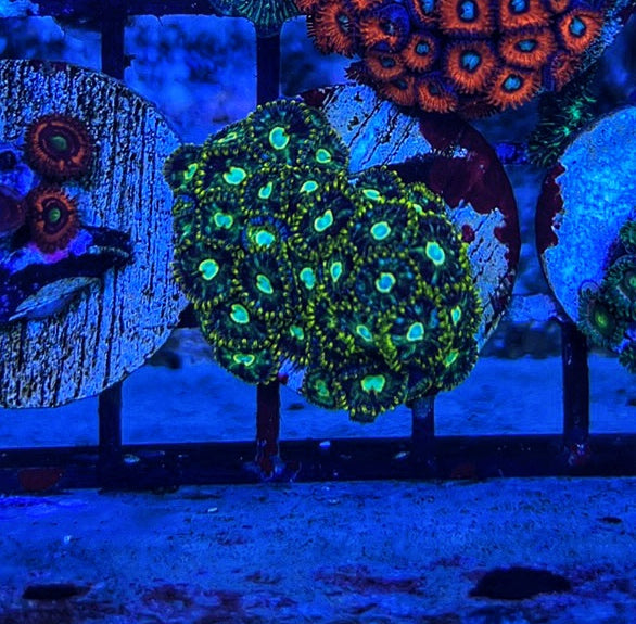 Murder Hornet 5 Polyps