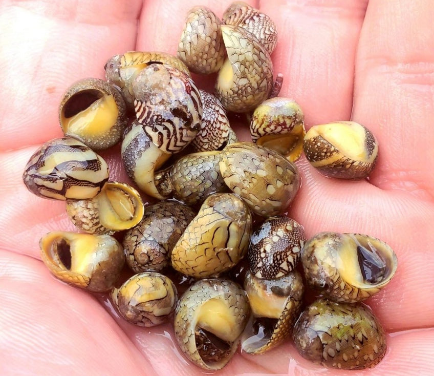 Virgin Nerite Snail (Neritina)