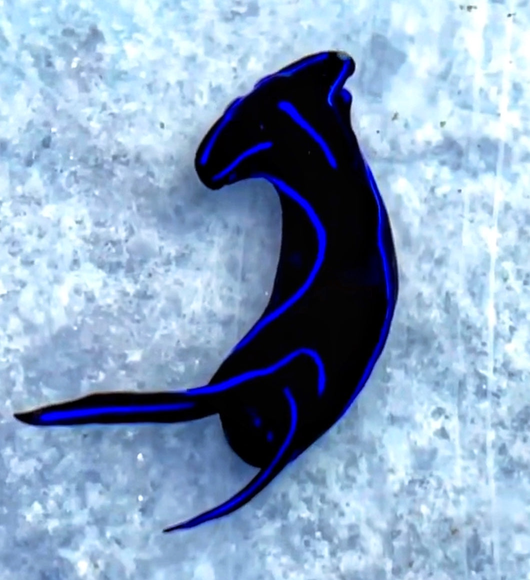 Blue velvet Nudibranchs