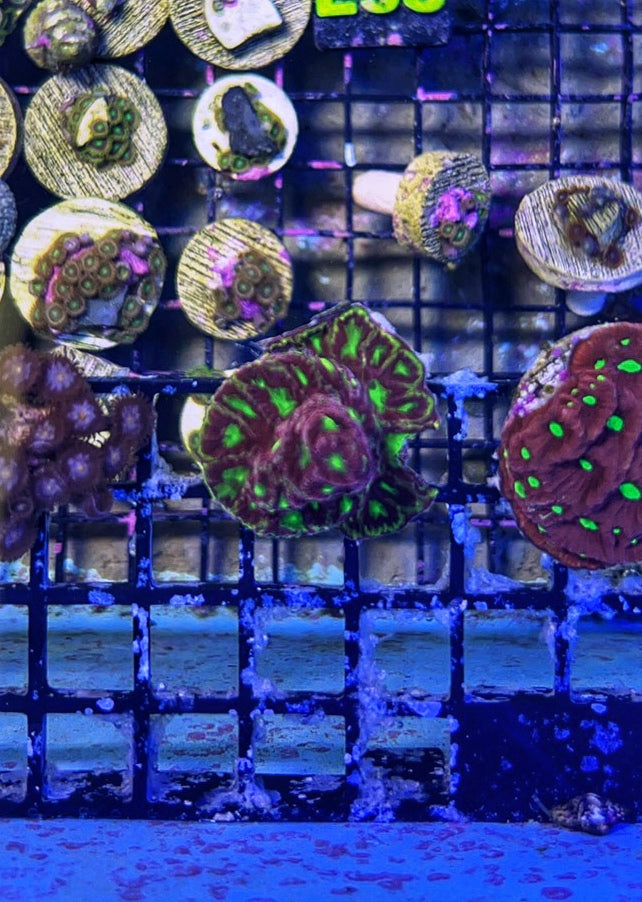 Emily's Sherbert Favia