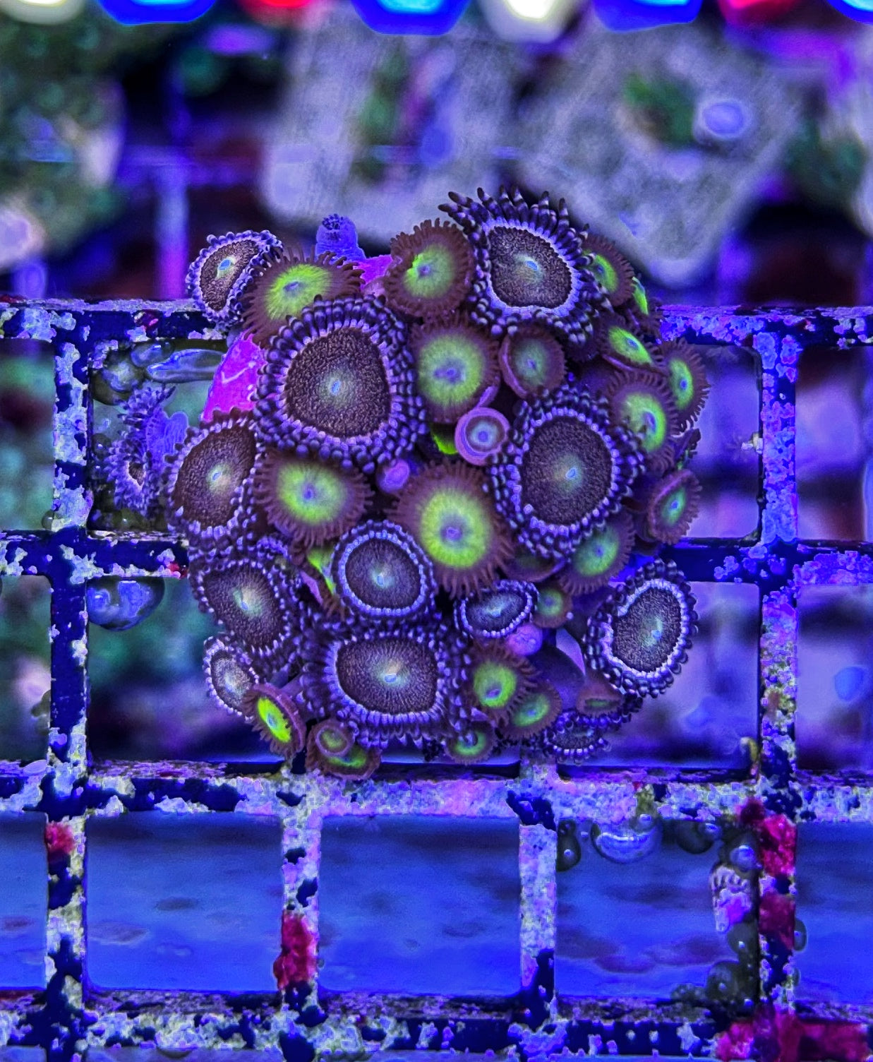 WYSIWYG Zoa Frag 3