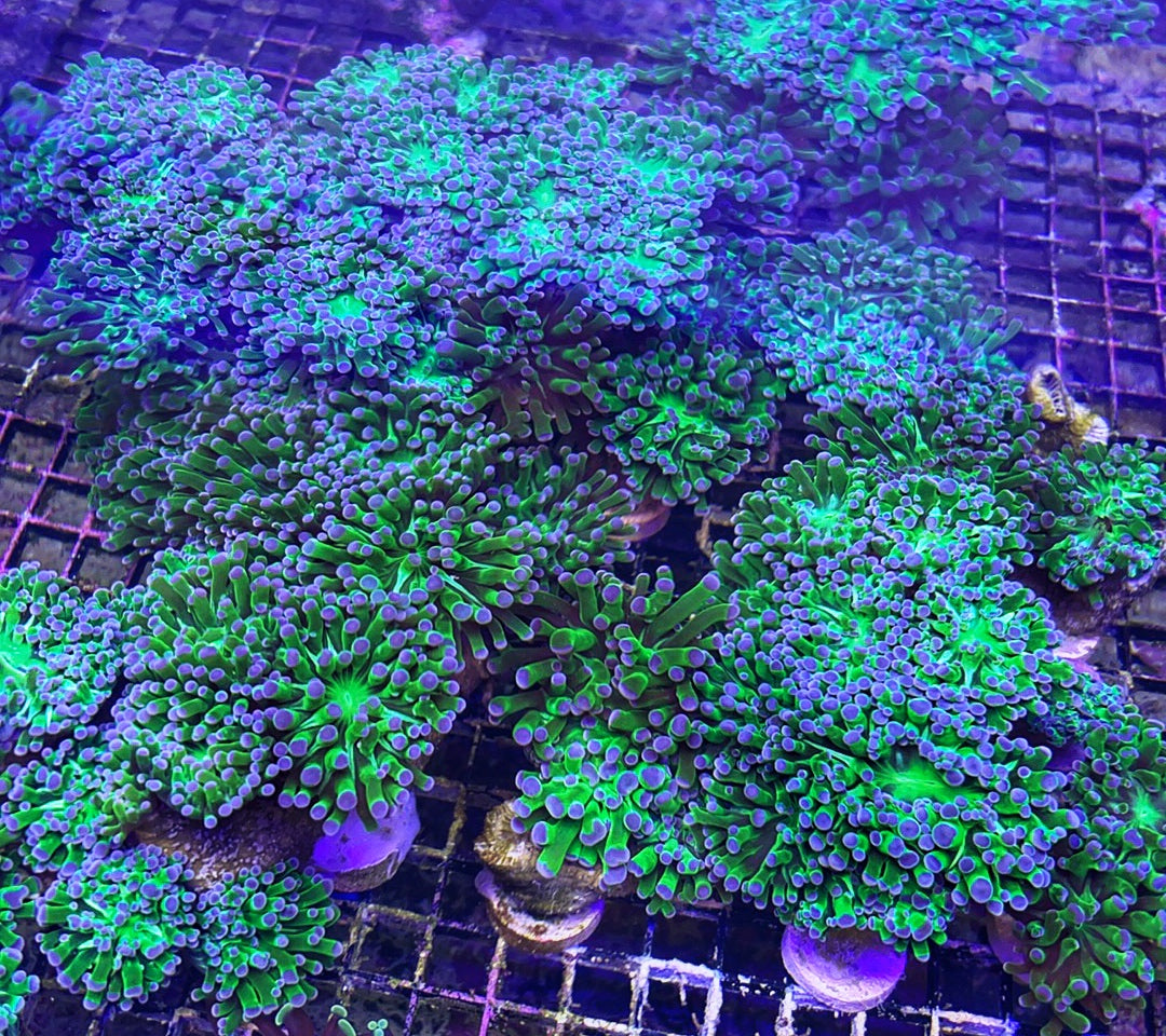 Frogspawn - Green w Purple Tips