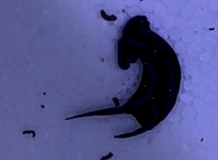 Blue velvet Nudibranchs