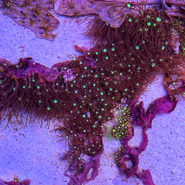 Purple Star Polyps