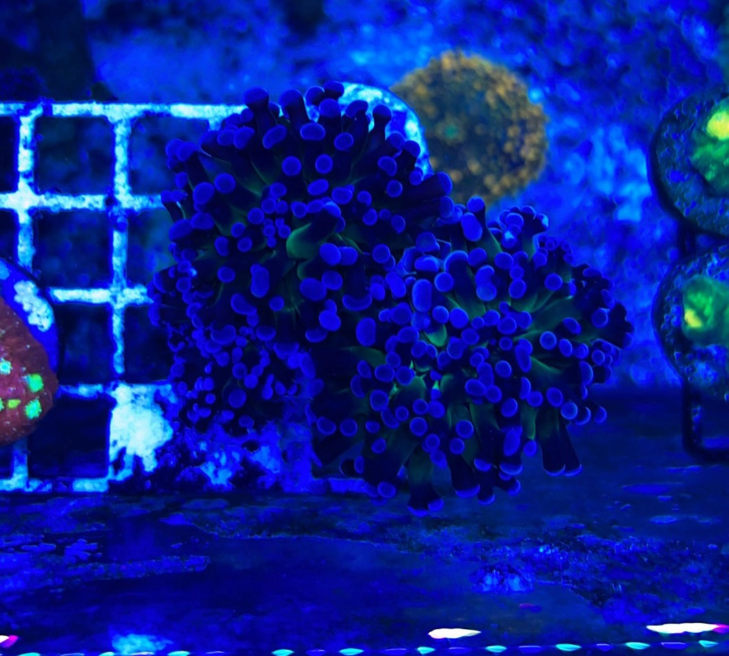 Purple Tip Frammer Single Head