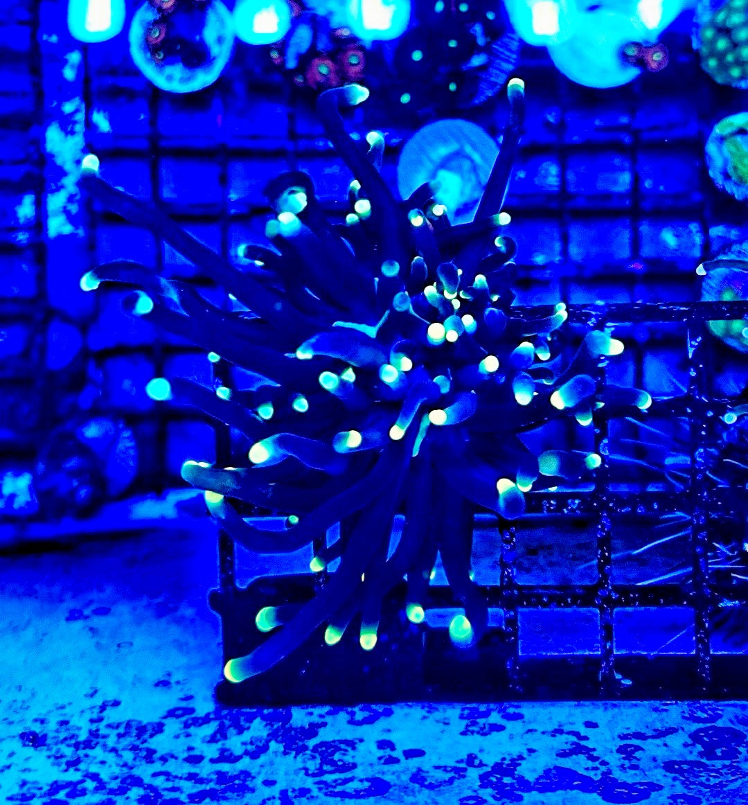 You Pick Indo Single Head (Anything Besides A HG)