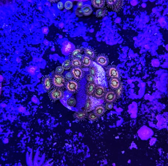 Krakens 4 Polyps