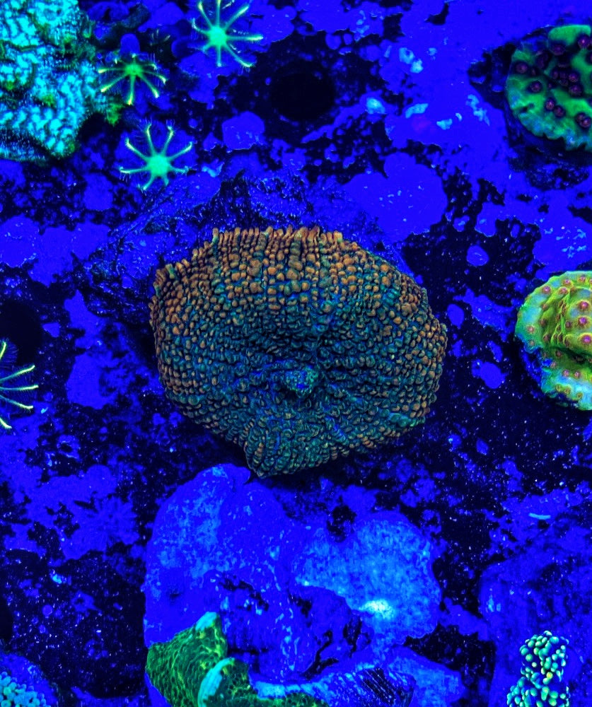 Orange Rhodactis Half Dollar Size