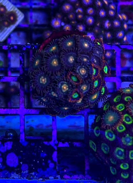 WYSIWYG Zoa Frag 6
