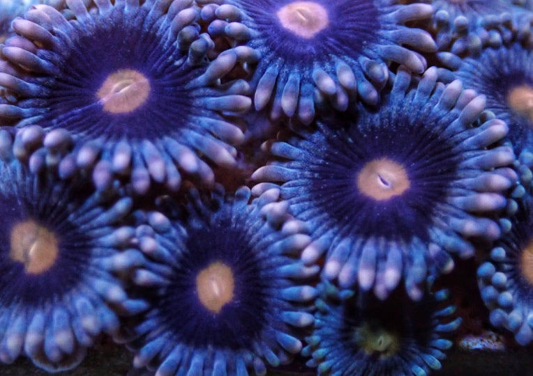 Mary Jane (Designer)