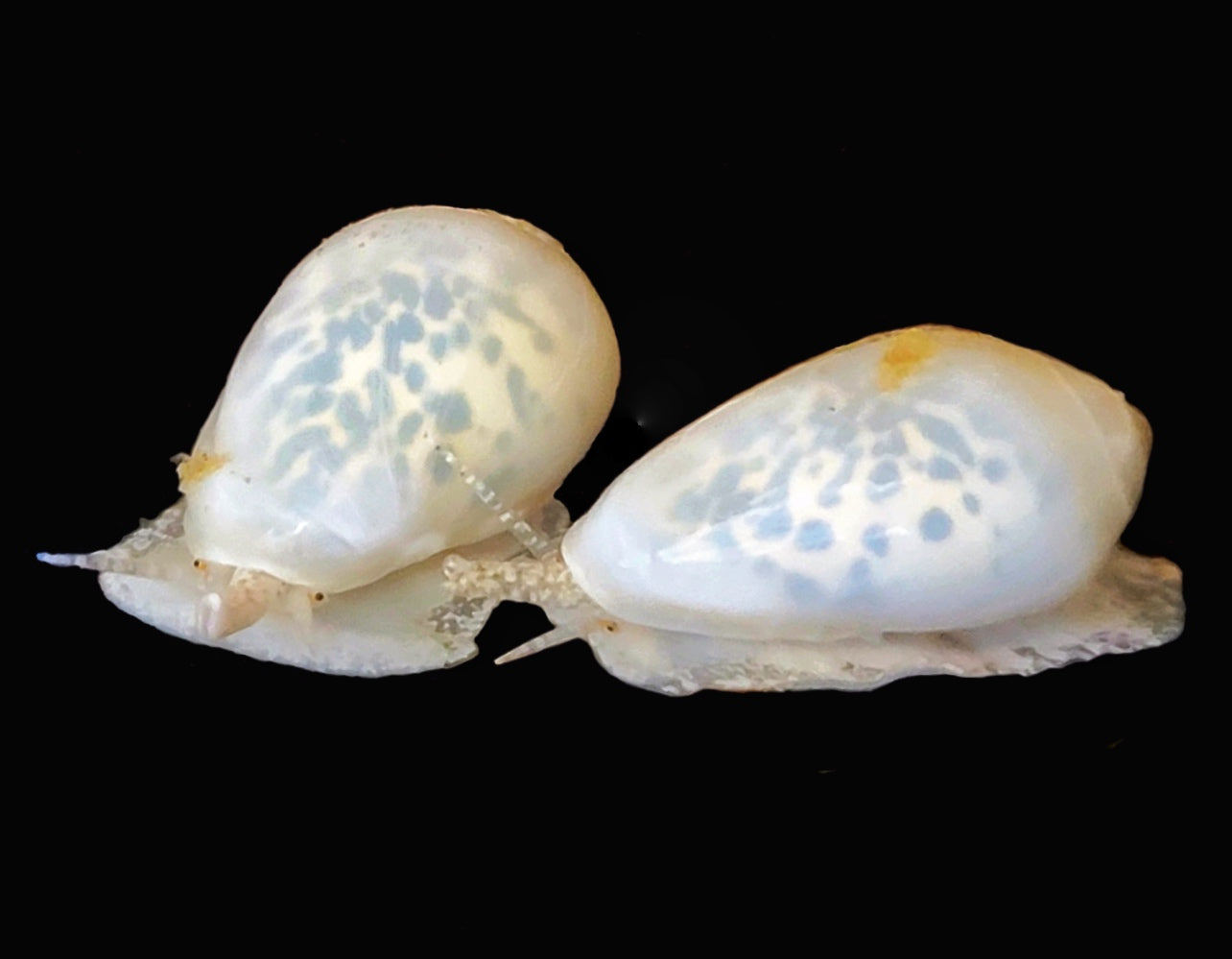 Marginella Snail (Prunum apicinum)