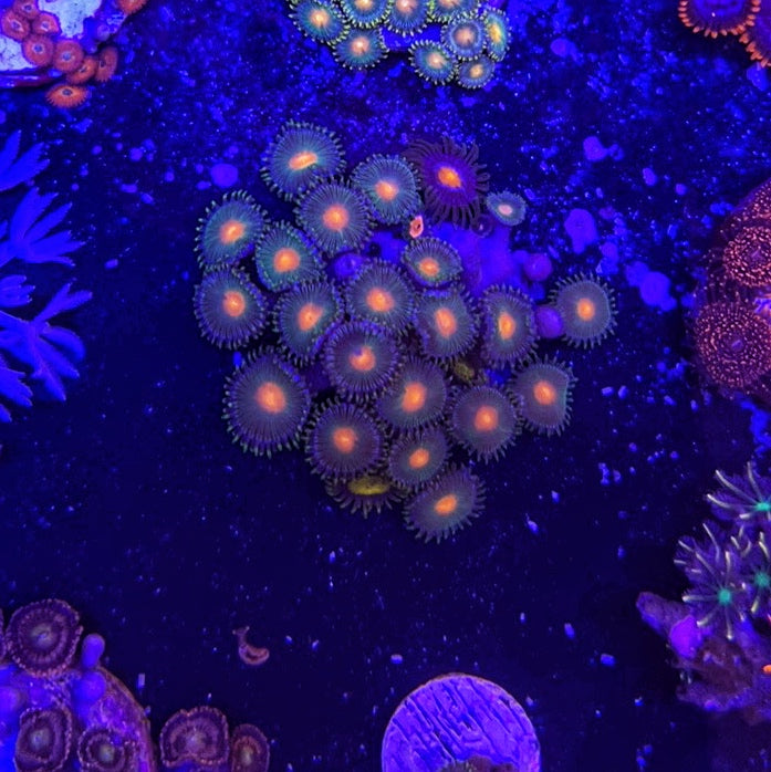 Miami Hurricane 4 Polyps