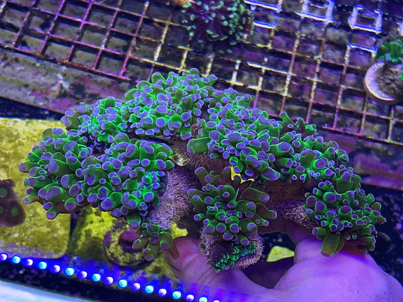 Frogspawn - Green w Purple Tips