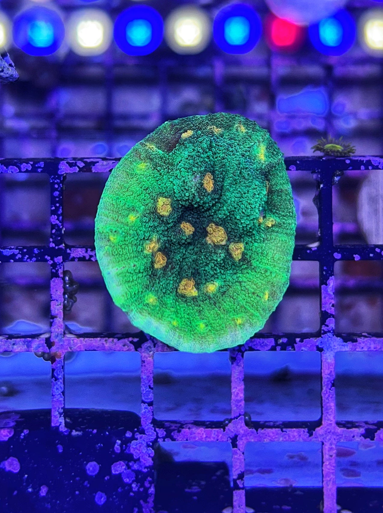 Space Invader Chalice