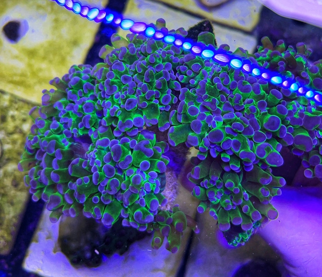 Frogspawn - Green w Purple Tips