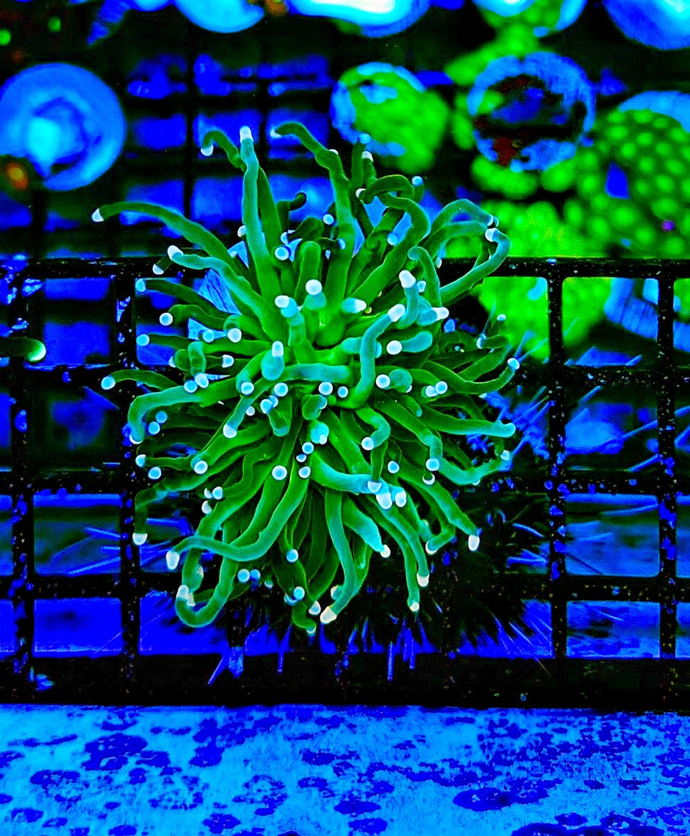 WYSIWYG Indo Torch 1 (Green With Pink Tips)
