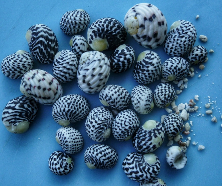 Nerite Snail (Neritina SP.)