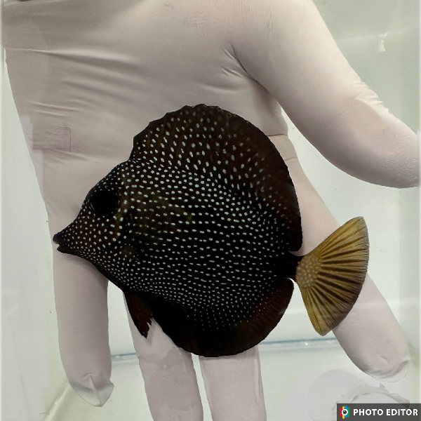 Fully QT Fish #4 - Approximately 4”