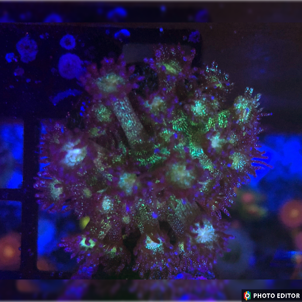 Glitter Bomb Goni AUSSIE