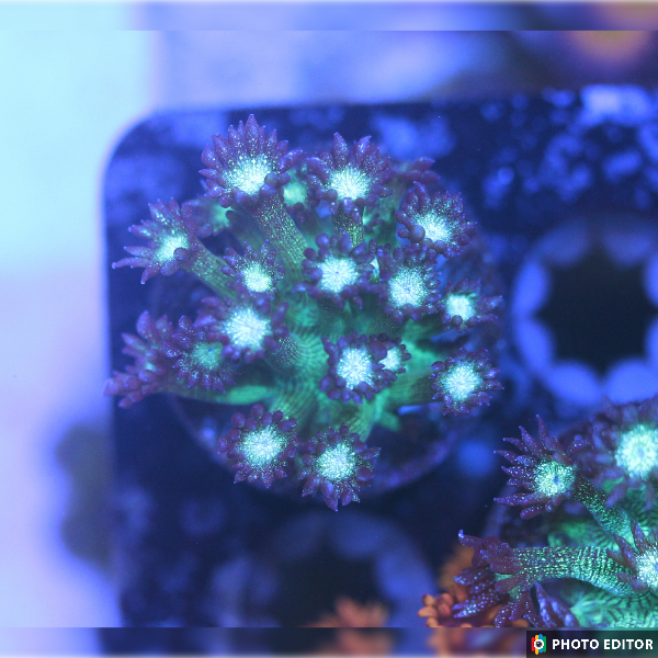 WYSIWYG Glitter Bomb Goniopora