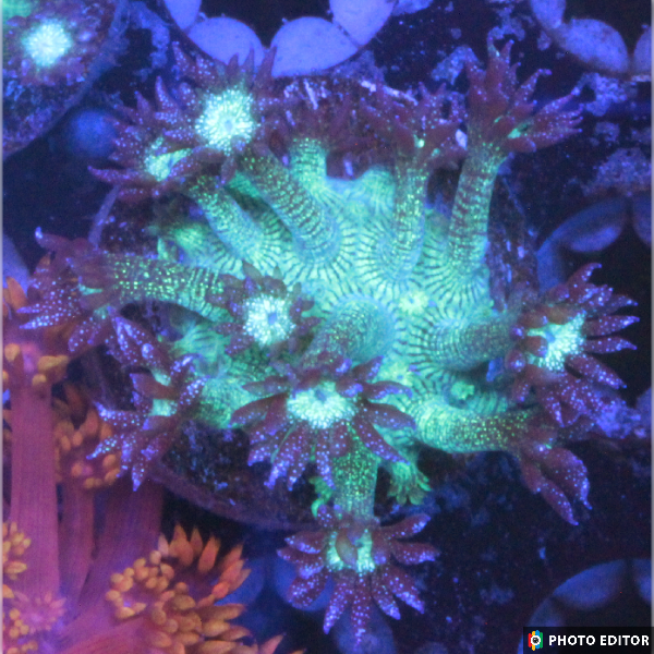 Glitter  Goniopora - Small 1/2"