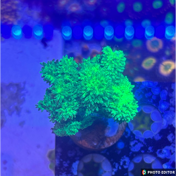 Green Glow Stick Hydnophora