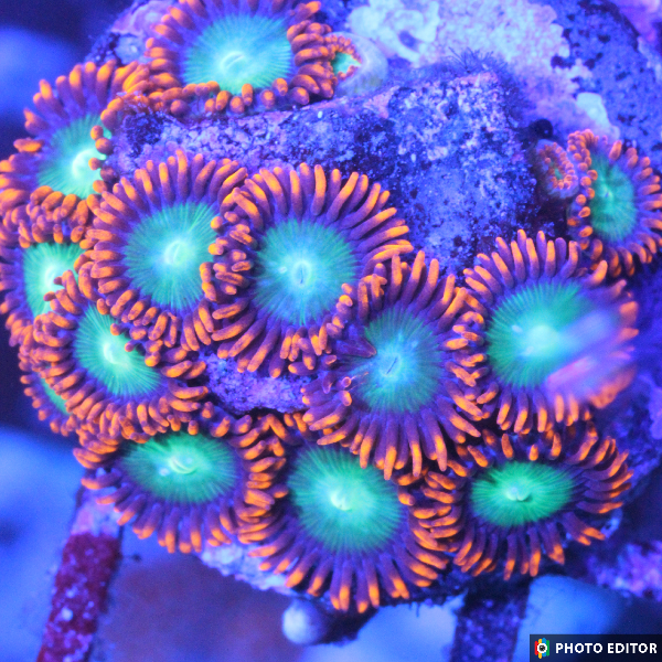 Goblins on Fire 2 Polyps