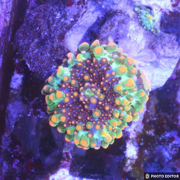 Godzilla Mushroom Quarter Size