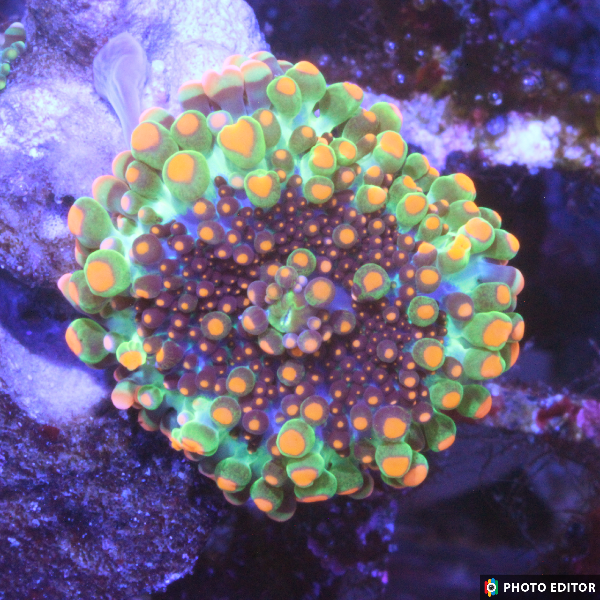 Godzilla Bounce Yuma Mushroom Coral Ricordea yuma with glowing green and orange bounce nodules

Designer Godzilla Yuma Mushroom coral close-up on frag plug

Rare Godzilla Yuma bounce mushroom soft coral with vibrant hues

WYSIWYG Godzilla Yuma Ricordea mushroom coral in aquarium

High-end Godzilla Yuma Bounce Ricordea soft coral frag