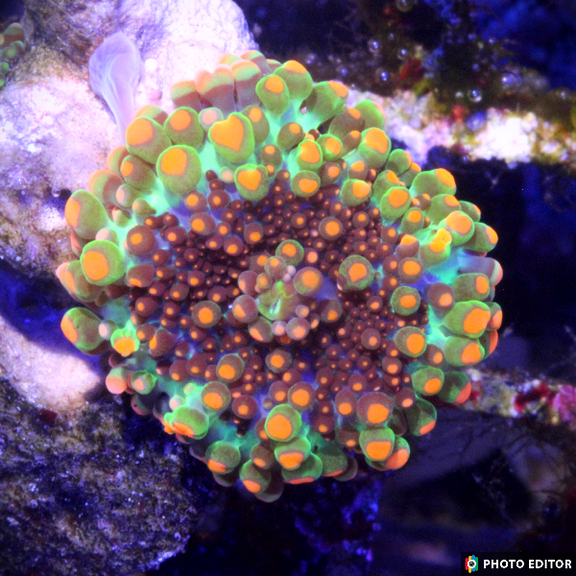 Godzilla Yuma Bounce Ricordea Mushroom Coral | Rare Collector Softie