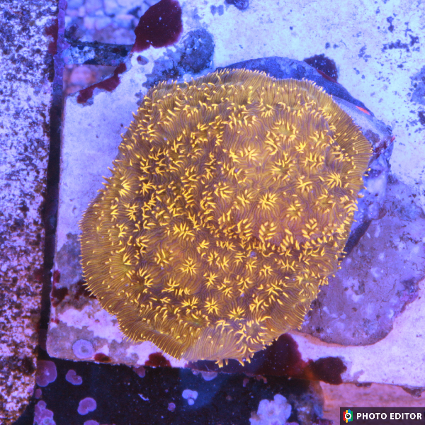 Gold Pavona Small Frag