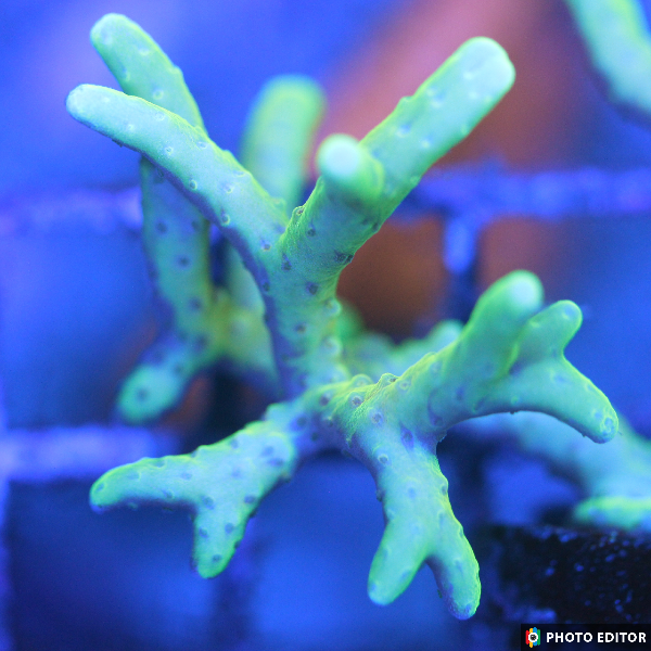 Goldenrod Anacropora SPS 3/4"