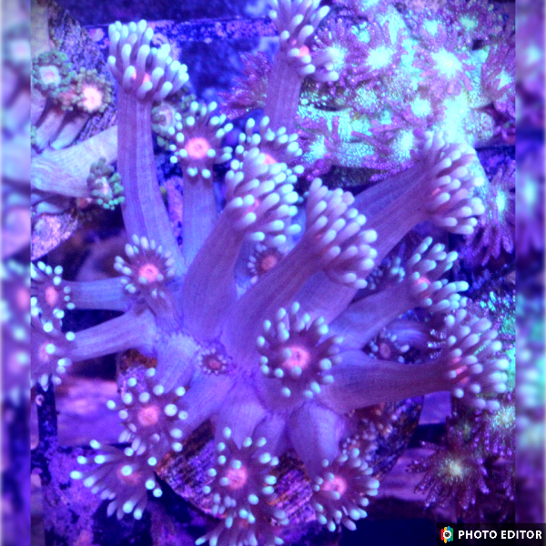 Goniopora Pink Center