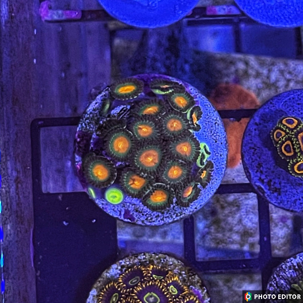 Gorilla Nipples 8 Polyps