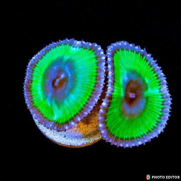 Grandis Paly (Designer)