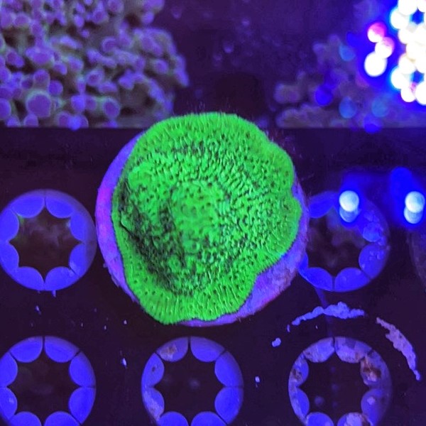 Green Lythophyllia XL