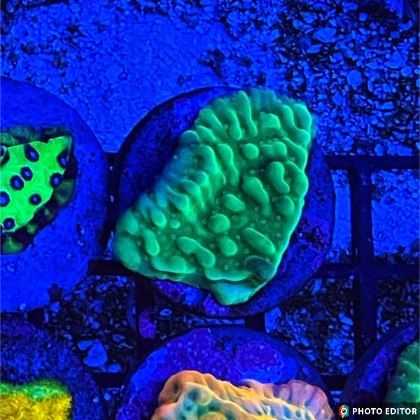 Green Apple Montipora