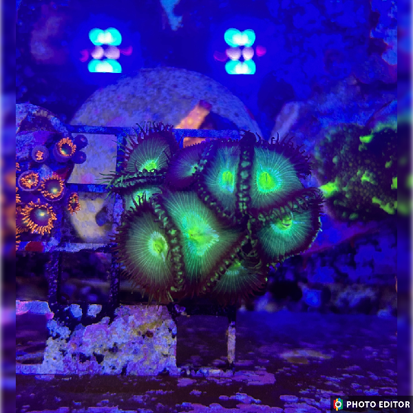 Nuclear Green Button Polyps 8 Polyps