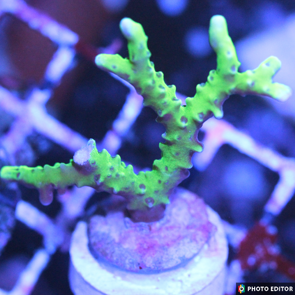 Green Goblin Anacropora 1/2" (Gg)